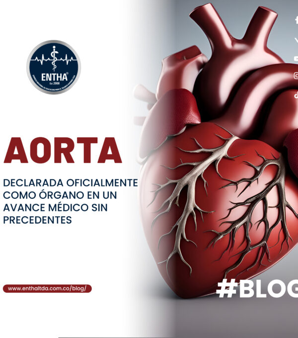 Aorta: Declarada Oficialmente como Órgano en un Avance Médico sin Precedentes